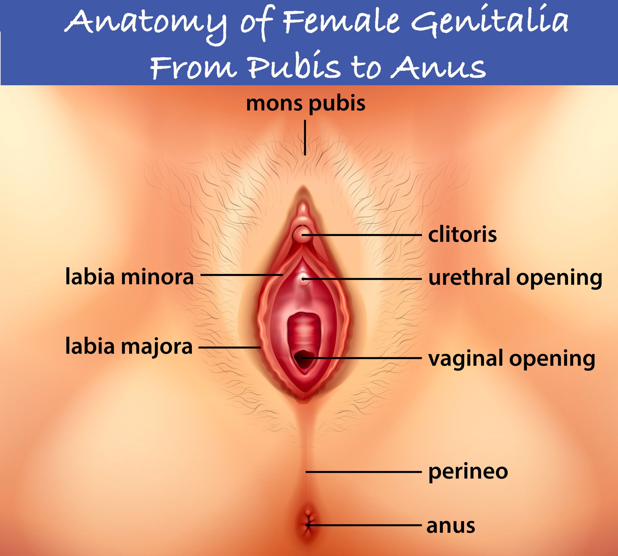 anatomy/pubis-to-anus.jpg