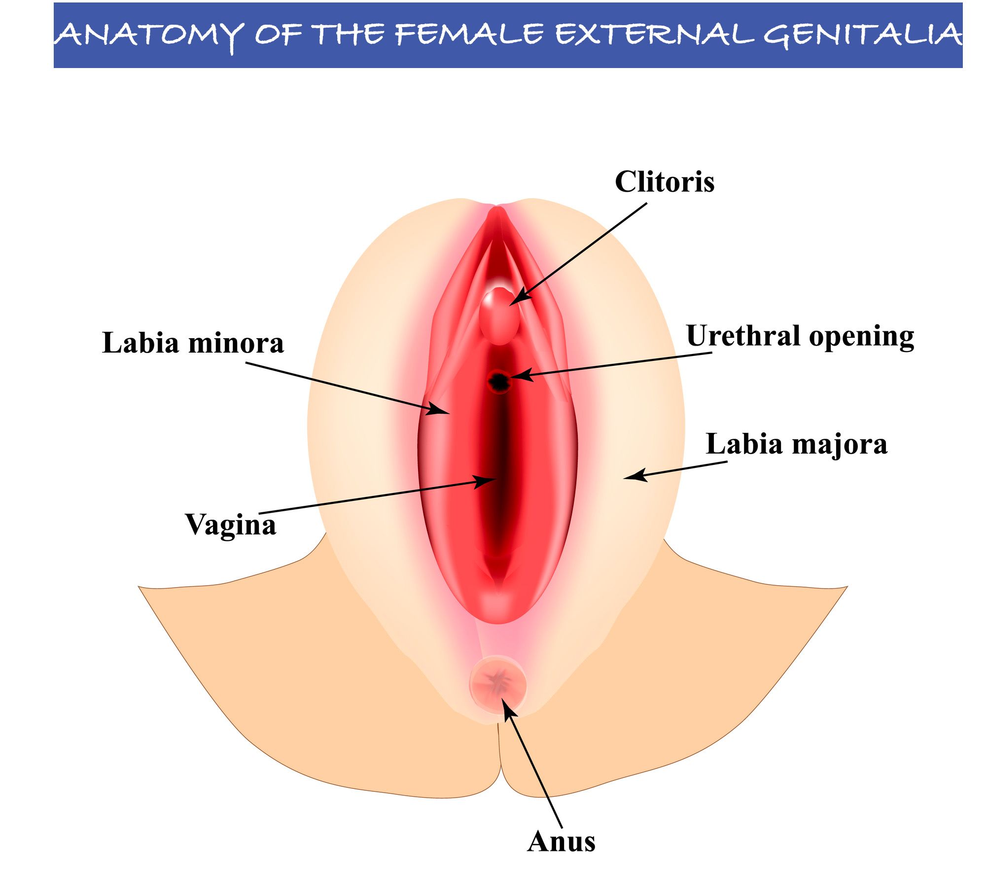 anatomy-female-external-genitalia.jpg