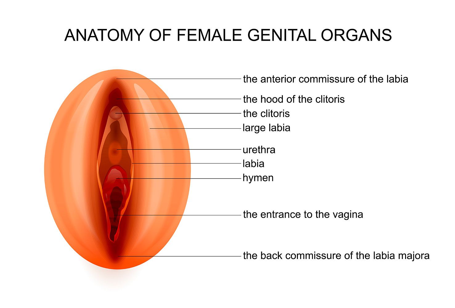 anatomic-landmarks