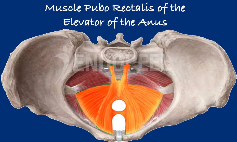 muscle puborectalis of the elevator of the anus