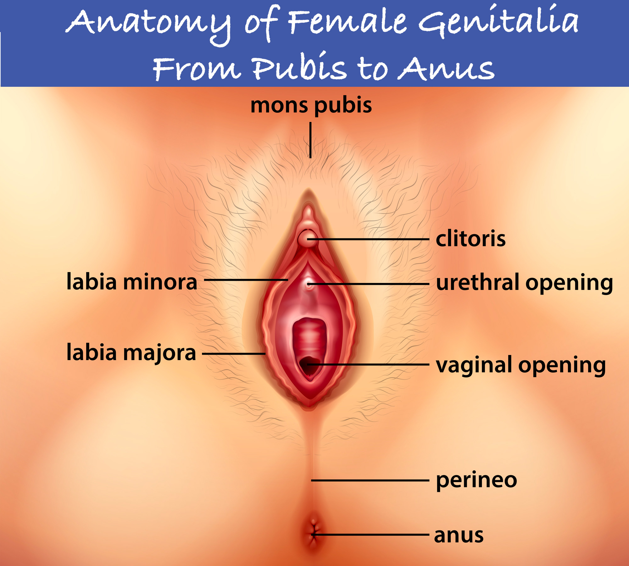 anatomy/pubis-to-anus.jpg