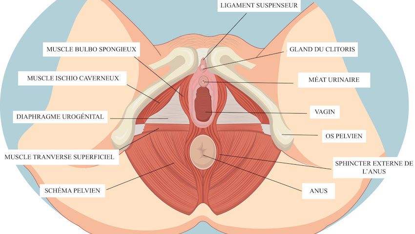 scheme female perinee